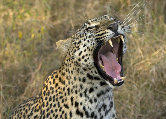 Leopard Yawning_6304