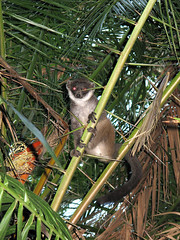 Lémurien (Eulemur mongoz)