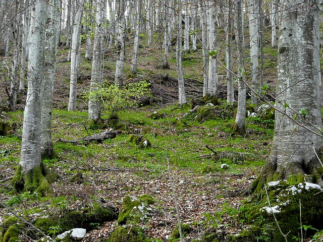DSCN0159 Un bosco che parla - La faggeta del Monte Fara