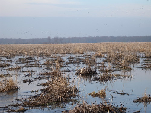 wisconsin flood ducks marsh wi cattail wetland mallardduck anasplatyrhyncos wausharacounty sedgemeadow poyganstatewildlifearea