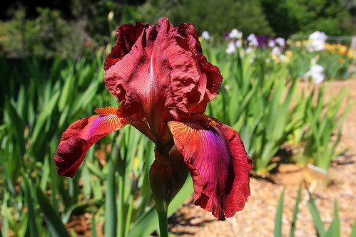 A Rainbow Iris