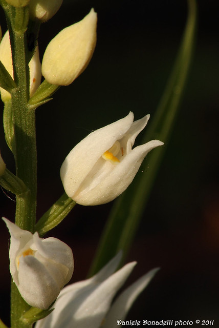 Cephalanthera longifolia (L.)