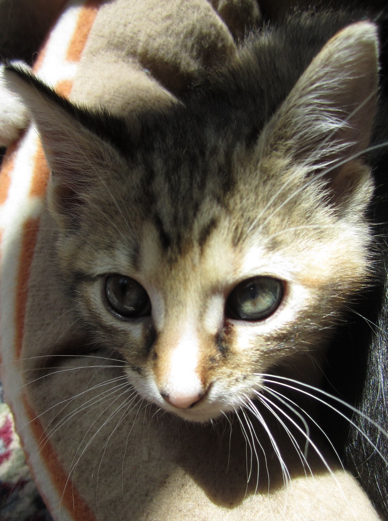 Kittens!
