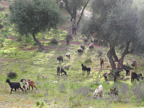 shepherd goat agadir morocco goats maroc marokko argan argantree arganiaspinosa