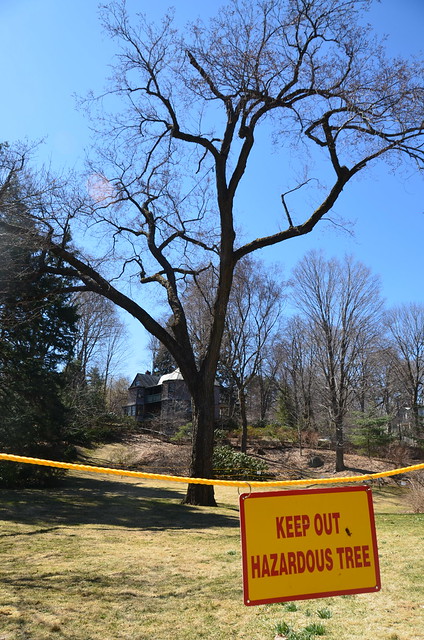 Last day for the Olmsted Elm at the Frederick Law Olmsted National Historic Site: The tree itself, with KEEP OUT. HAZARDOUS TREE. sign.