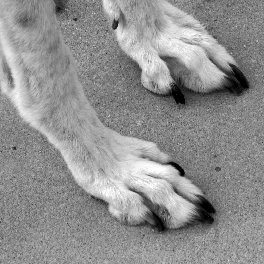 Feet dog