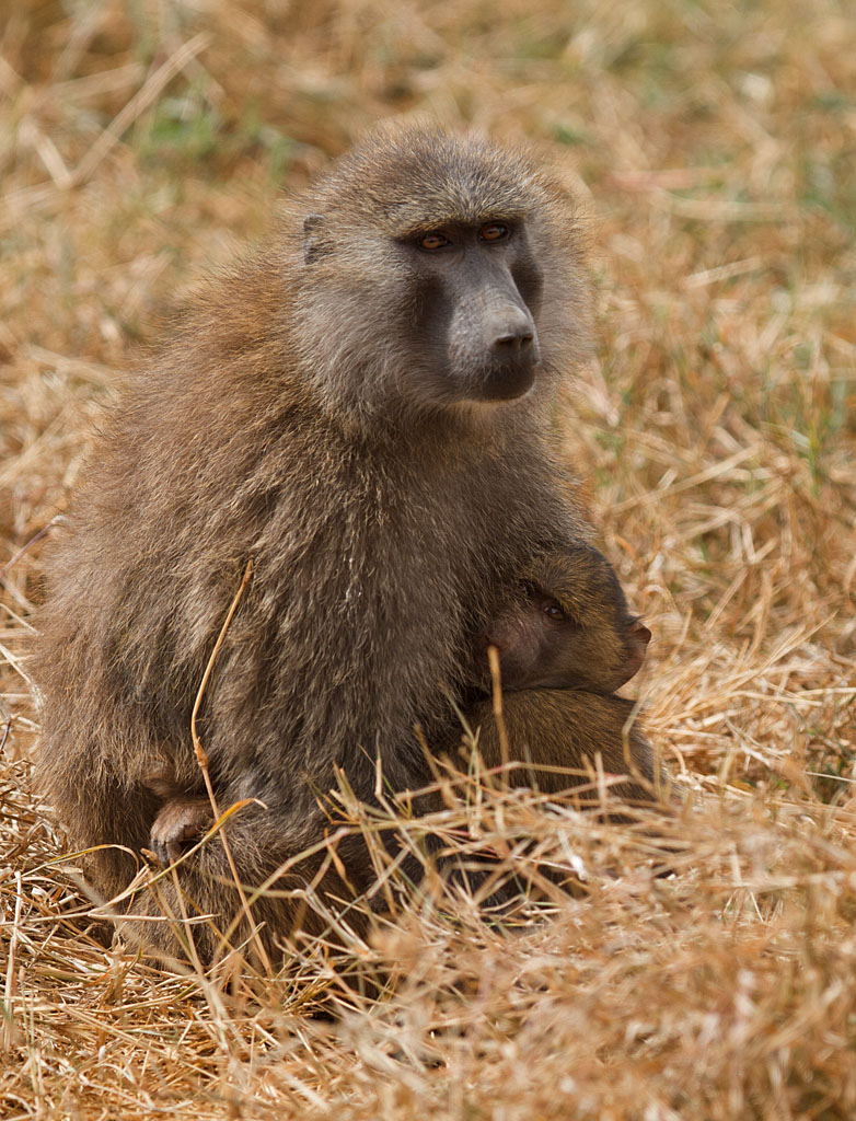 Baboon - Kenya