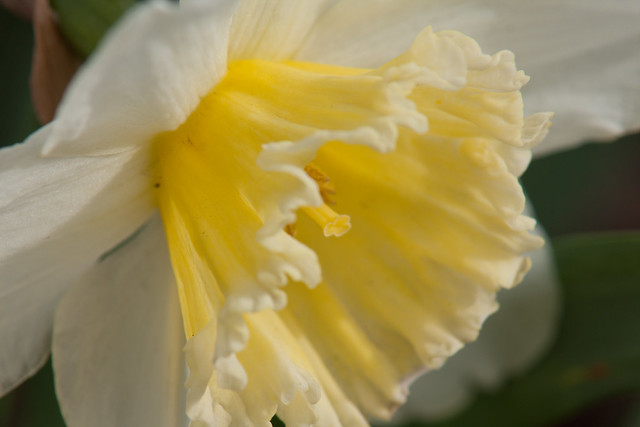 DaffodilGlen-21