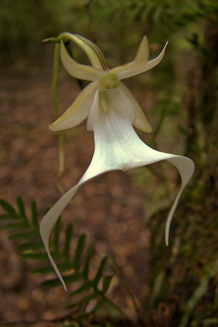 Ghost Orchid (Dendrophylax Lindenii)