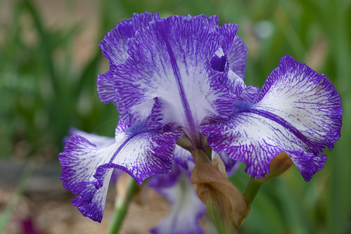 Iris 'Ink Patterns' | Hybridized by Johnson, introduced in 2… | Flickr