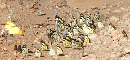 mudpool butterflies | by piaki