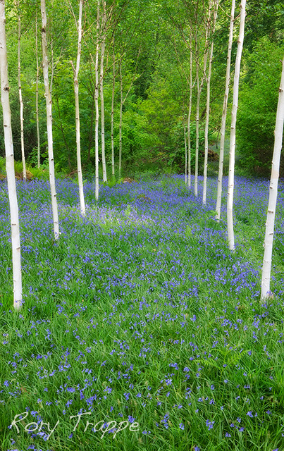 Birch trees and bluebells, Blaenau ffestiniog