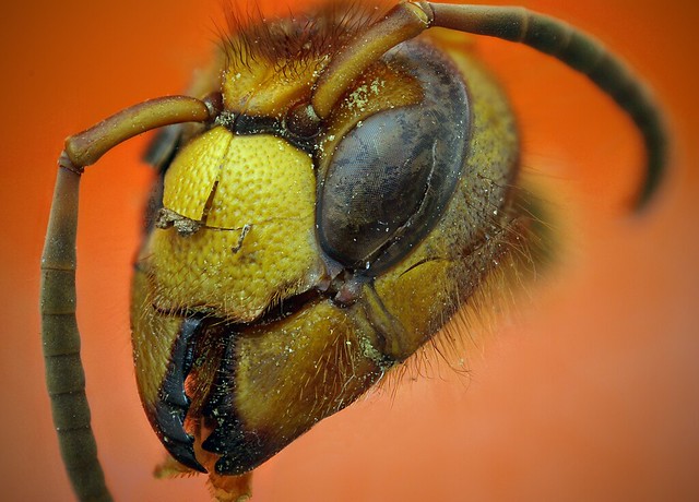 Hornet Face