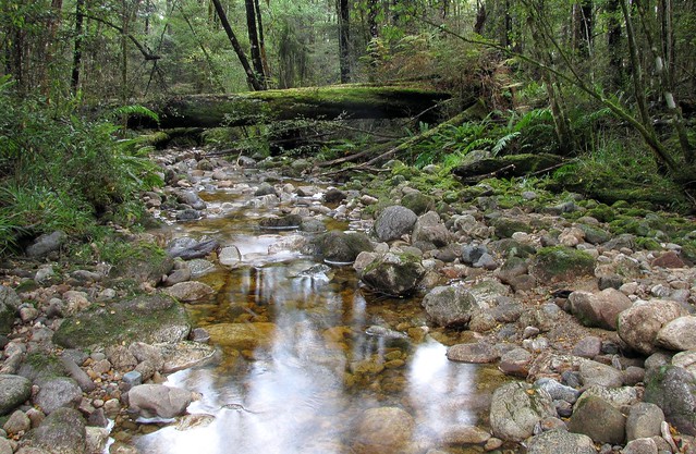 Brown Creek, West Coast, NZ