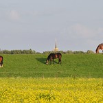 Three Horses, a Windmill and a Churchtower