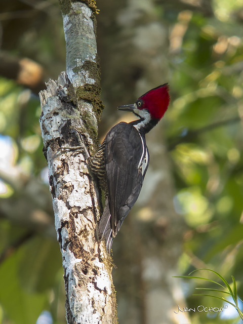 Campephilus melanoleucus - Crimson-crested Woodpecker (female)
