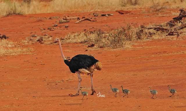 Ostrich with Chicks - 6202b+
