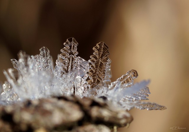 Eiskristall  / ice crystal (5)