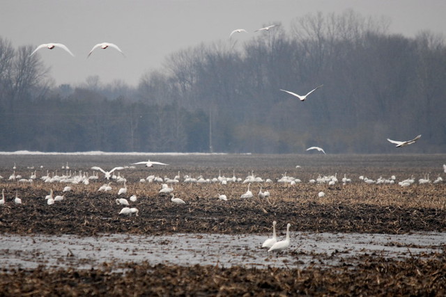 Tundra Swans, Cygnus columbianus, 03 | Thousands of swans pa… | Flickr