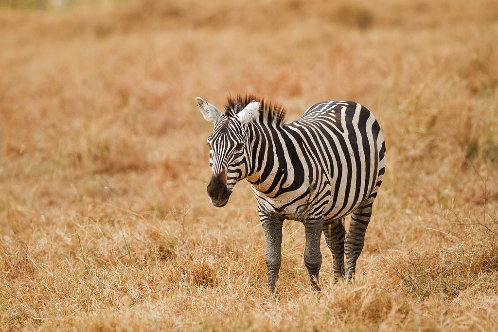 Common Zebra - Kenya
