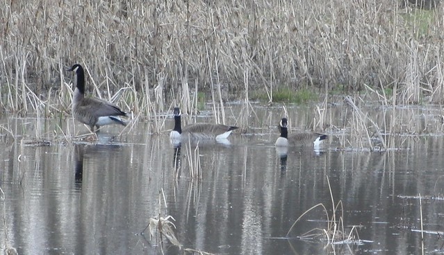 Canada Geese in pond