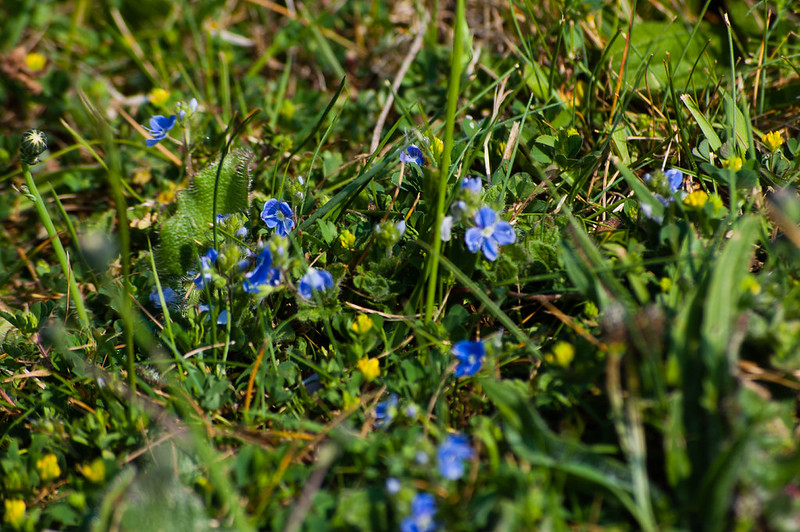 Speedwell flowering