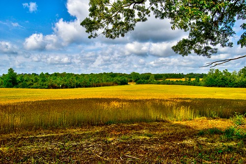Fields of gold 2 by esmithiii2003, mississippi wheat smith southern fields ernie hdr deepsouth wheatfield southernmississippi sumrall e