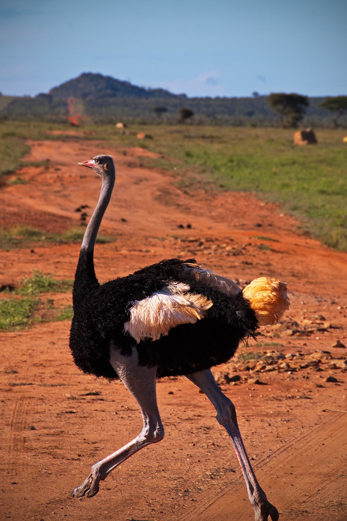 Ostrich Crossing | Tom Richardson | Flickr