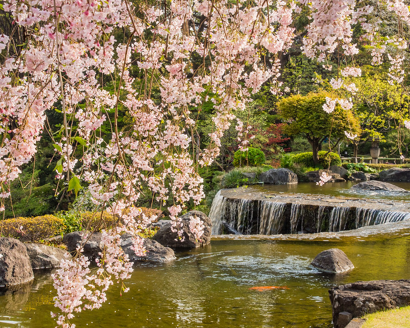 Cherry blossom frames the waterfall in the 400 year old gardens of the New Otani hotel in Tokyo