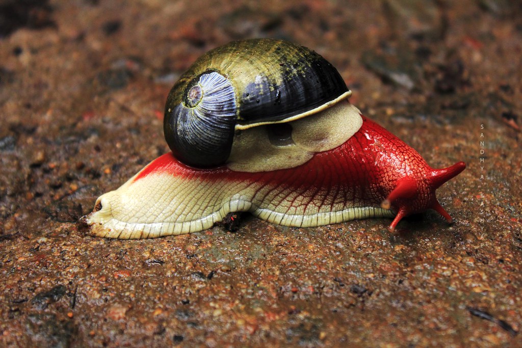 Vibrant Red Snail, Found it near Abbe Falls, Coorg, Sandhya Kashyap