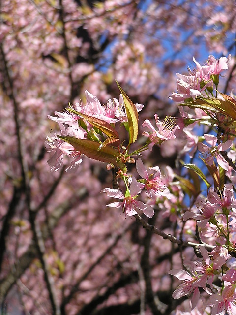 cherry blossoms (4)