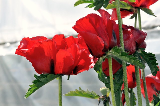 Red Poppies in Bright Light