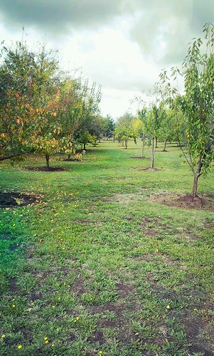 verde green frutas landscape árboles paisaje campo parcela rrojasfx flickrandroidapp:filter=sydney