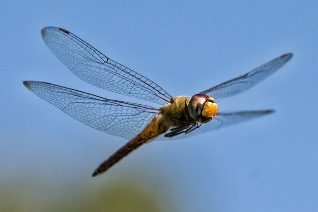 dragonfly at parks