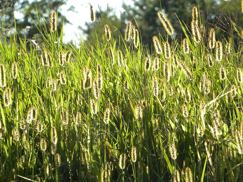 light nature field grass