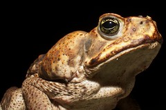 Cane toad with tick, Barro Colorado island