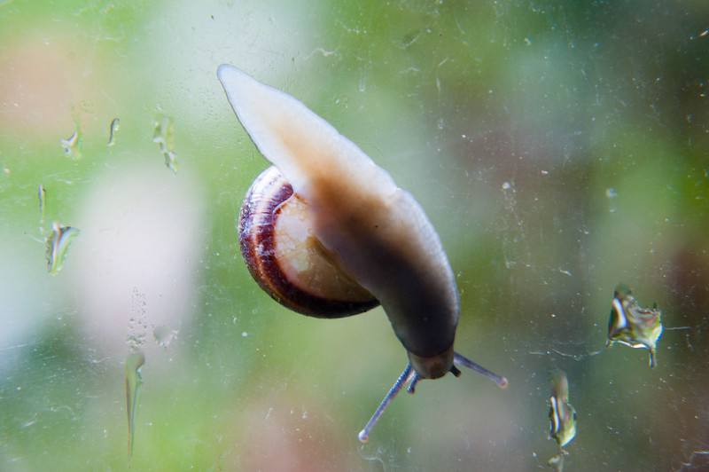 Snail through a shed window