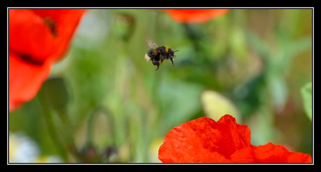 Bumble Bee amongst Poppies...