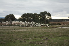 Swarm of White cockatoos