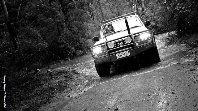 TOJO -BOREE TRACK - YENGO NP- NSW AUSTRALIA