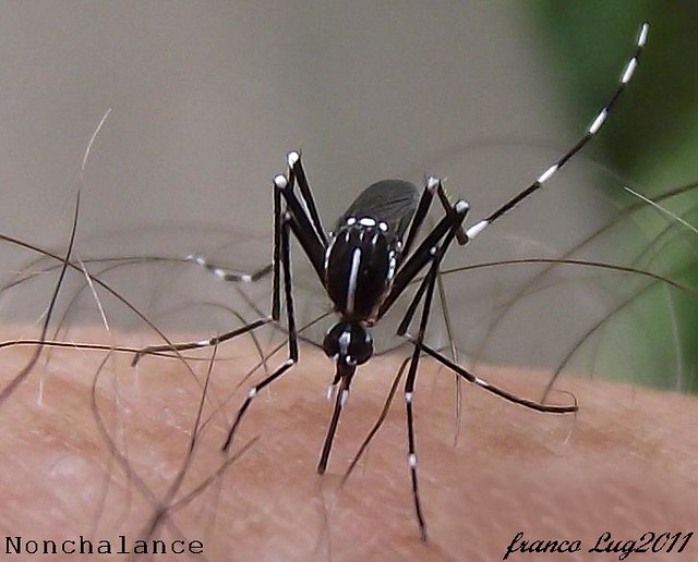 DSCF0193 Eleganza e nonchalance - Zanzara tigre (Aedes albopictus Skuse, 1894)