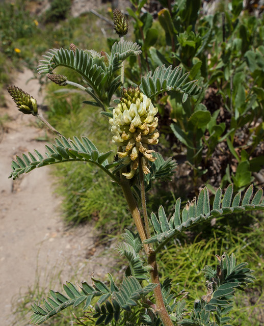 Marsh Milkvetch (Astragalus pycnostachyus)