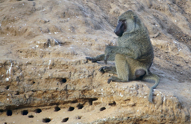 Olive Baboon at the Junction Pool in Zakouma National Park in Chad
