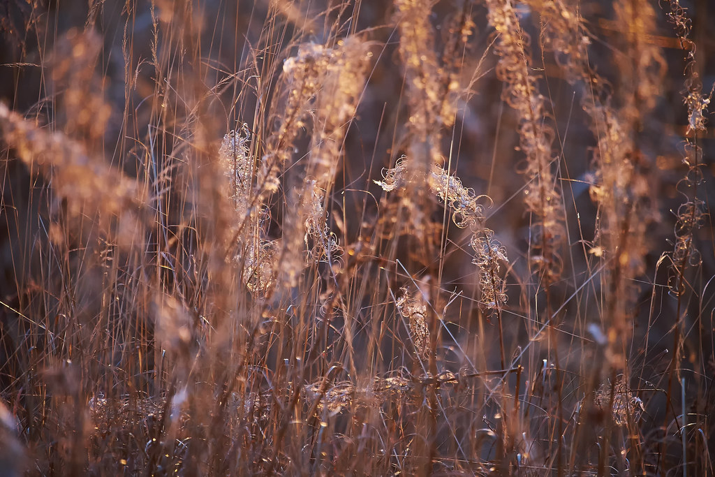 Another Reed Image, Nedre Vättern | Reed at sunset/late afte… | Flickr