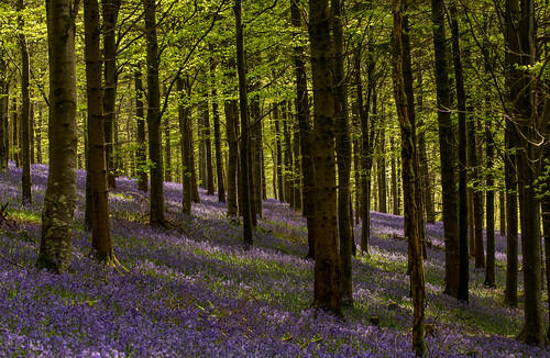 bulbarrowhill dorset bluebells delcombewoods blandford canon5dmk3 1635lii eos eos5dmk3 canon5d3 5d3 englishcountryside countryside