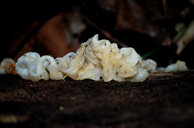 Witches' Butter (Tremella mesenterica)