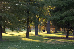 Forest Park at Dusk