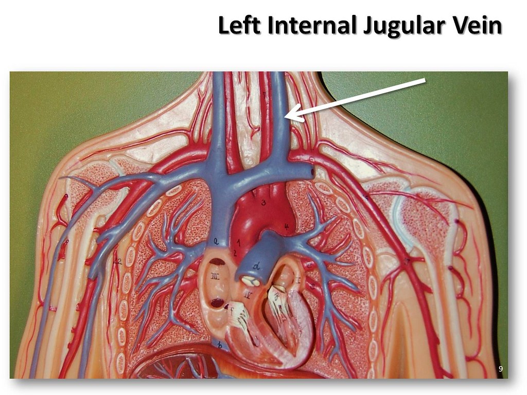 Left Internal Jugular Vein The Anatomy Of The Veins Visu