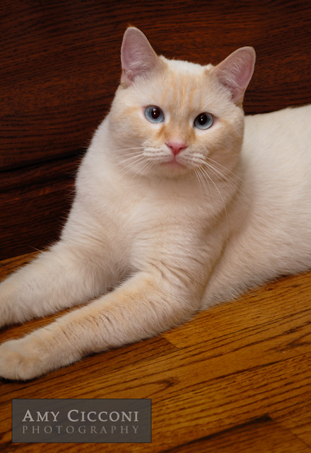 Point siamese flame flame point