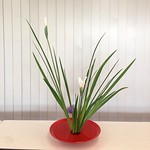 研究会。しょうぶ。伝統的ないけ方のあと、自由に。 #ikebana #flower